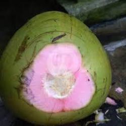 Kelapa Ijo Asli (besar)