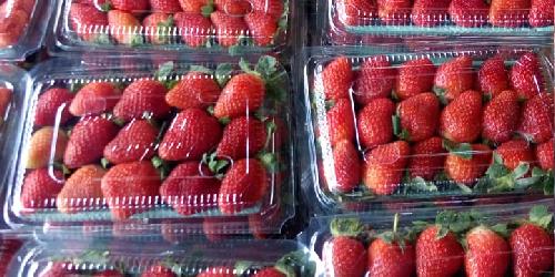 Supplier Strawberry Ciwidey, Rusunawa Cibeureum