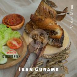 Ikan Gurame Terbang