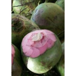 Kelapa Merah / Kelapa Obat