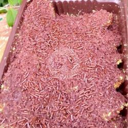 Pisang Pasir Original