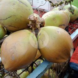 Kelapa Ijo Super Besar