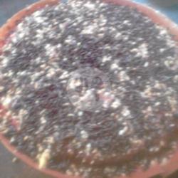 Redvelvet Kacang Coklat Wijen
