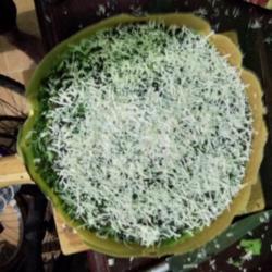 Martabak Manis Keju Coklat Aroma Pandan