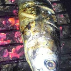 Ikan Tongkol Bakar Utuh Ukrn Sedang