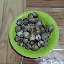 Kerang Dara Goreng