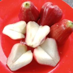 Rujak Jambu Air