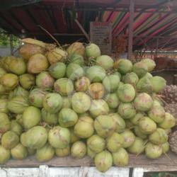 Kelapa Muda Hijau (api Merah)