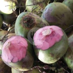 Kelapa Hijau Murni Untuk Obat