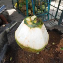 Kelapa Muda Kupas Kecil