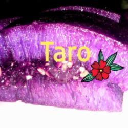 Taro Keju Pisang Coklat