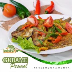 Gurame Pesmol ( Besar )