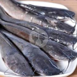 Ikan Lele Segar 1 Kg