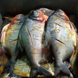 Ikan Bawal Bumbu