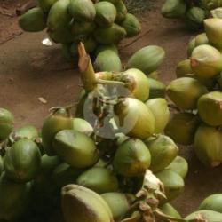 Kelapa Hijau Obat Ukuran Kecil