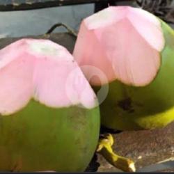 Degan Ijo /kelapa Muda Ijo Asli /degan Obat