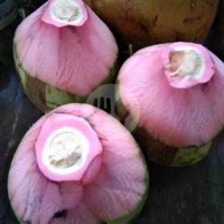 Kelapa Ijo Obat Sedang Papas Atas Bawah