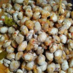 Rica-rica Kerang Dara