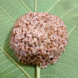 Nasi Merah