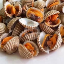 Kerang Dara Rebus