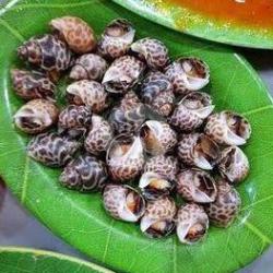 Kerang Macan Rebus