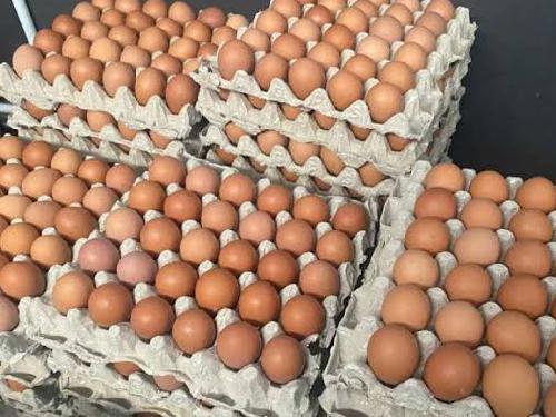 Agen Telur Mandala Fresh, Cianjur
