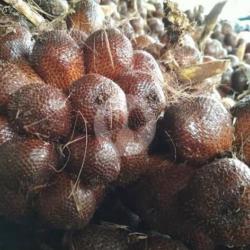 Salak Pondoh Asli