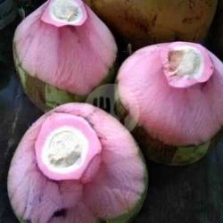 Kelapa Ijo Murni