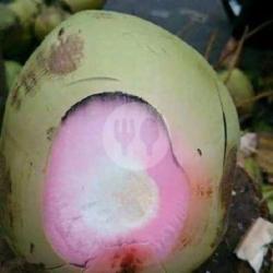 Kelapa Muda Hijau Obat