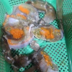 Kepiting Telor