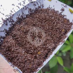 Crispy Banana Chocolate (medium)