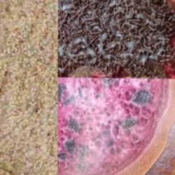 Red Velvet  Kismis Kacang Coklat