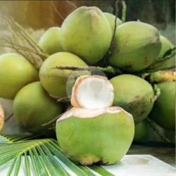 2 Buah Kelapa Muda Super