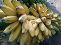 Pisang Kepok Kuning/nipah Madu