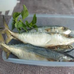 Ikan Gembung Segar