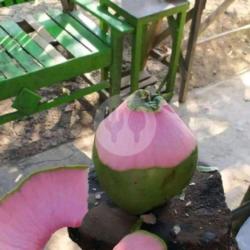 Kelapa Hijau Super Sedang