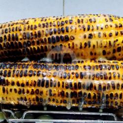 Jagung Bakar (susu)