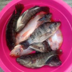 Jual Ikan Nila Segar Nila Merah Dan Hitam