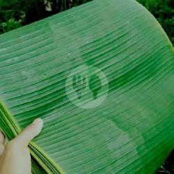 Daun Pisang