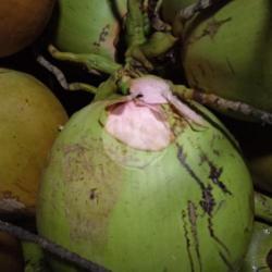 Kelapa Hijau Super Besar