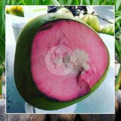 Promo Kelapa Hijau Murni