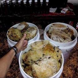 Madu Hutan Murni Dari Pedalaman Hutan Kalimantan.