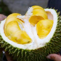 Durian Utuh