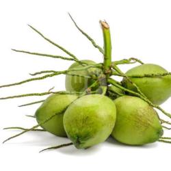 Degan Utuh Air Kelapa