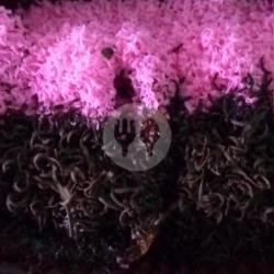 Pisang Pasir Coklat Stroberi