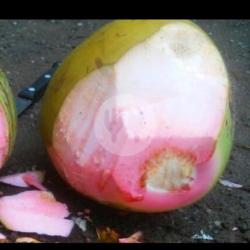 Kelapa Ijo Obat Asli (besar)