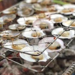 Kerang Bakar / Grill Scallops