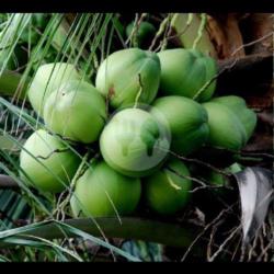 Kelapa Bulat Segar   Syrup Markisa   Es