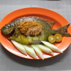 Ikan Lebam Per Ekor