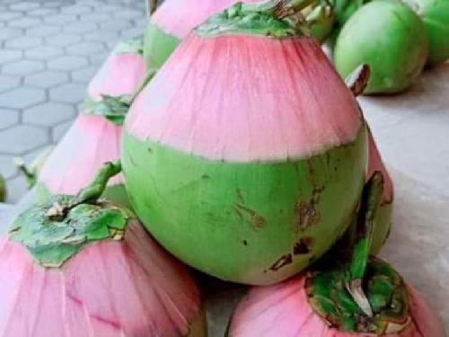 Kelapa Ijo Obat Es Kelapa Muda Sas99, Sawah Besar